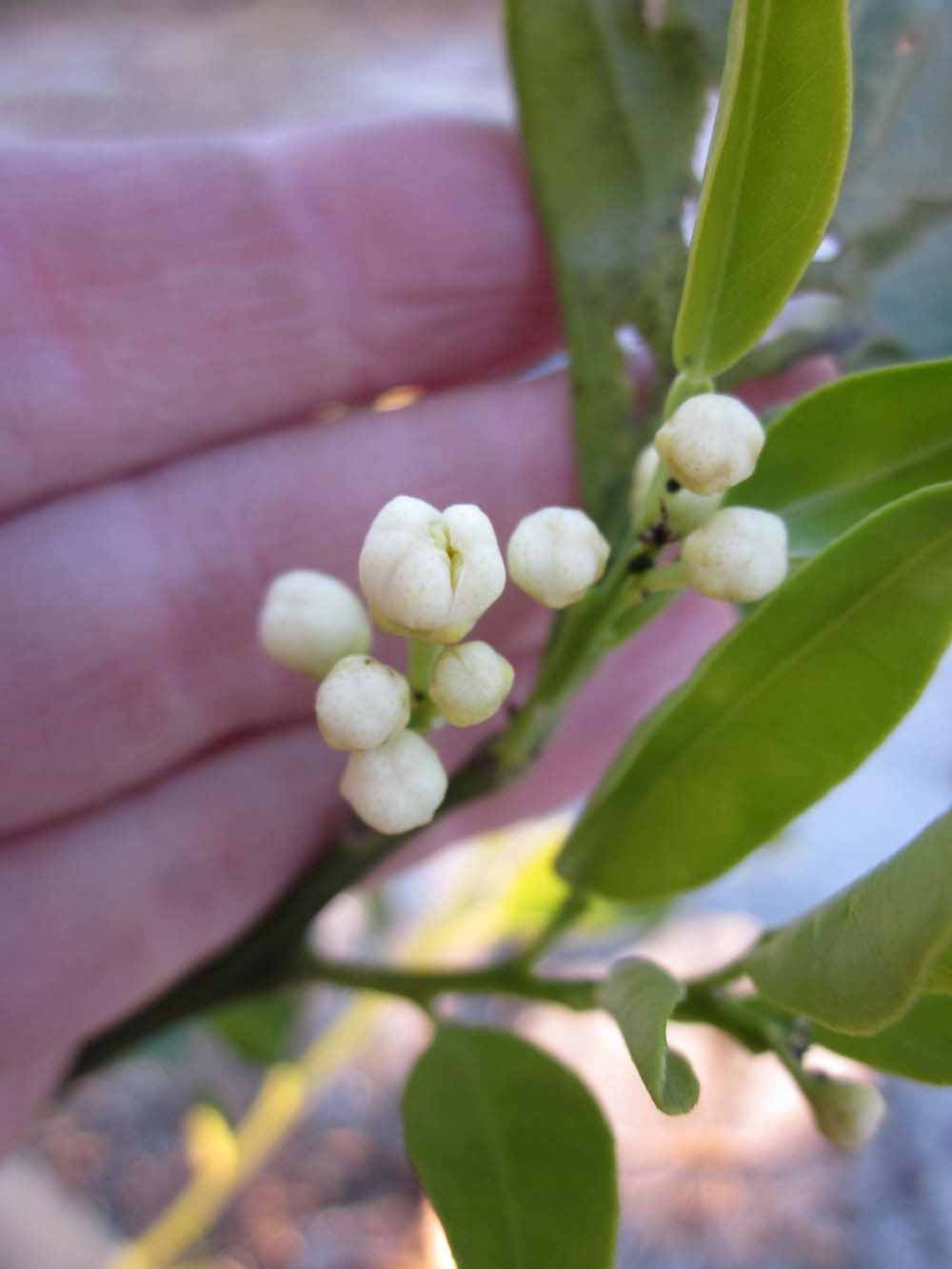              Inflorescence (Winter Haven, FL)       